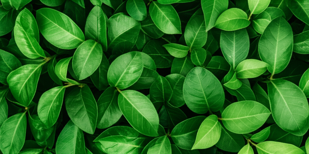 Green Leaves Background